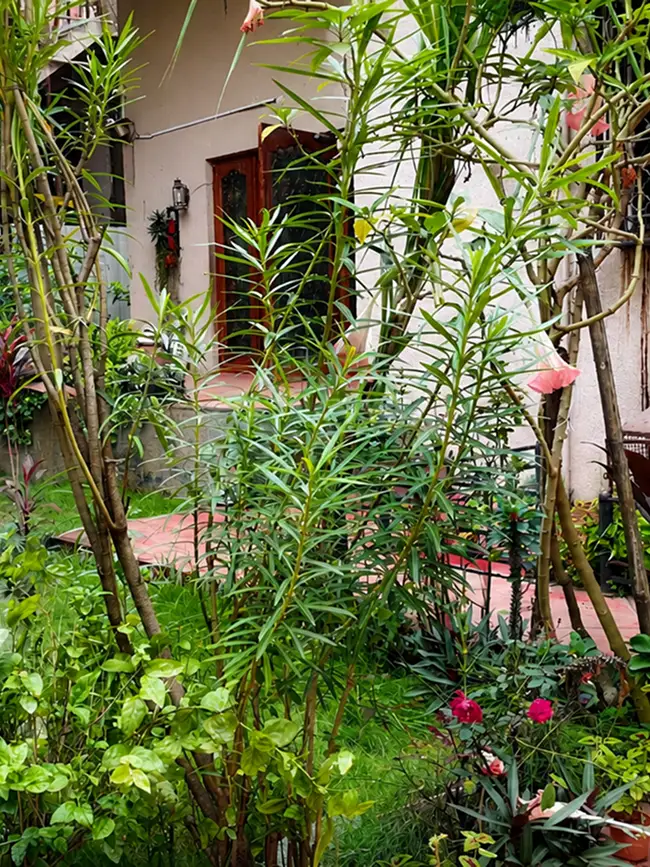 Lush green garden courtyard space at Pune Centre Hostel